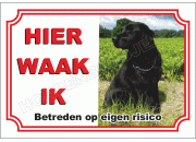 Zwarte labrador