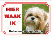 Shih tzu blond