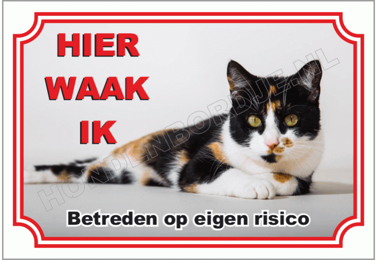 Lapjes kat