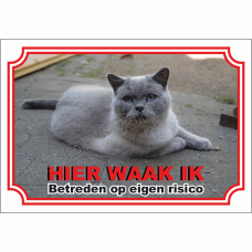 Britse korthaar kat