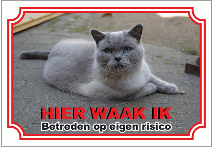 Britse korthaar kat