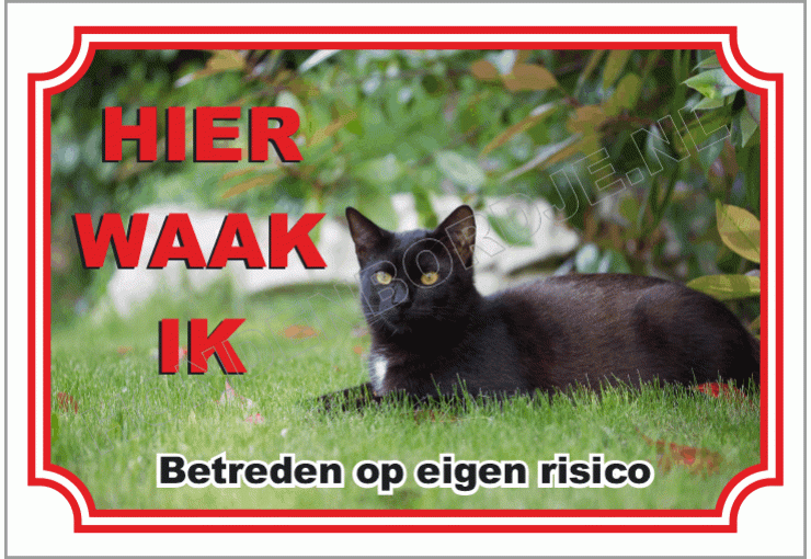 Zwarte huis kat