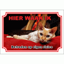 Devon Rex