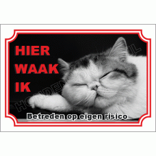 Exotisch korthaar (Exotic shorthair)