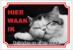 Exotisch korthaar (Exotic shorthair)