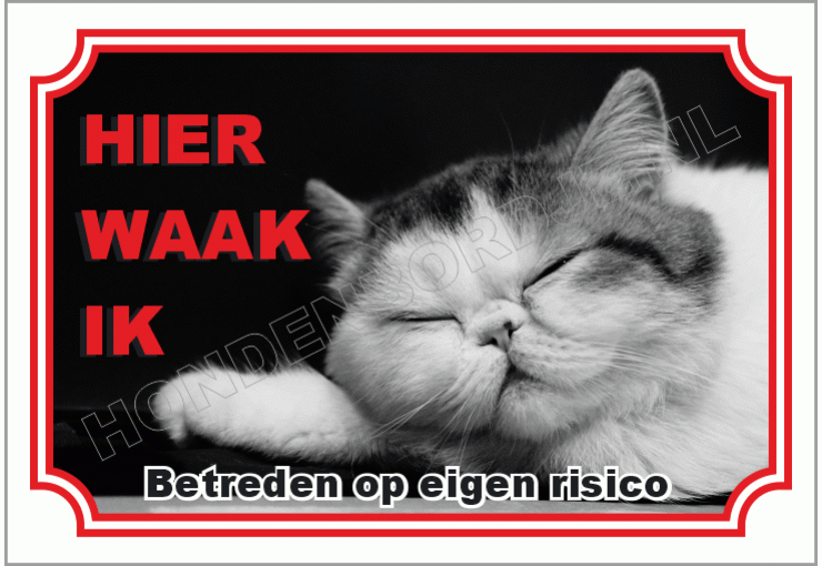 Exotisch korthaar (Exotic shorthair)