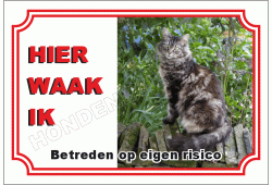 Maine Coon