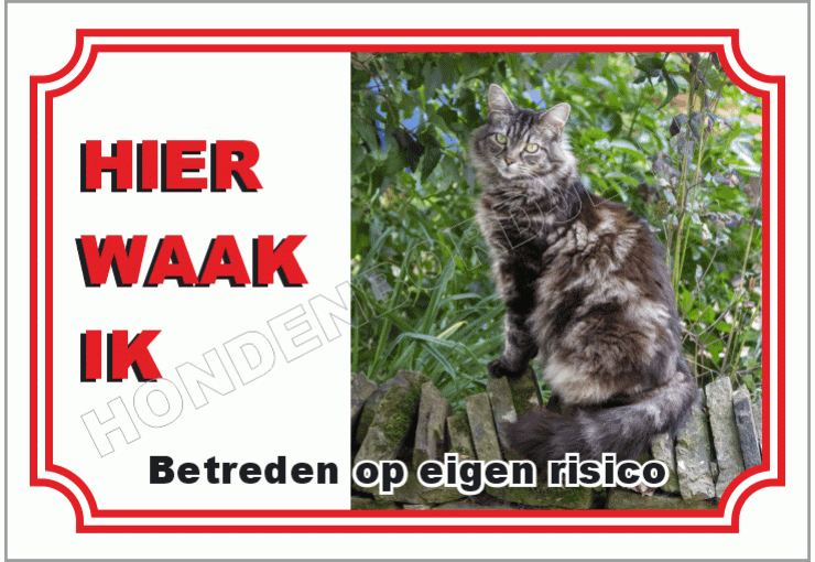 Maine Coon