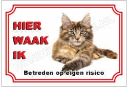 Maine Coon