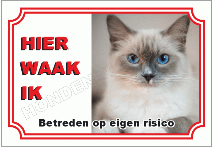 Ragdoll