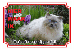 Ragdoll