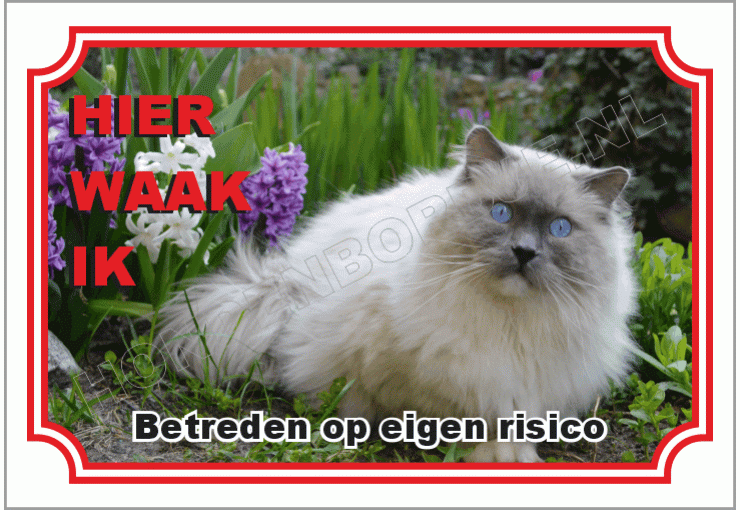 Ragdoll
