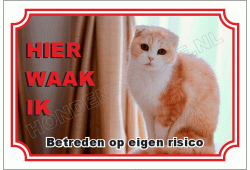 Scottish Fold