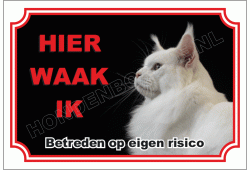 Maine coon