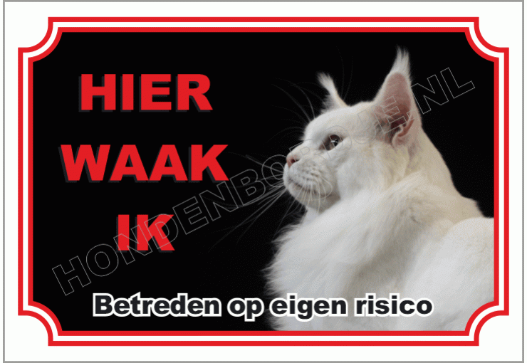 Maine coon