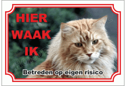 Maine coon