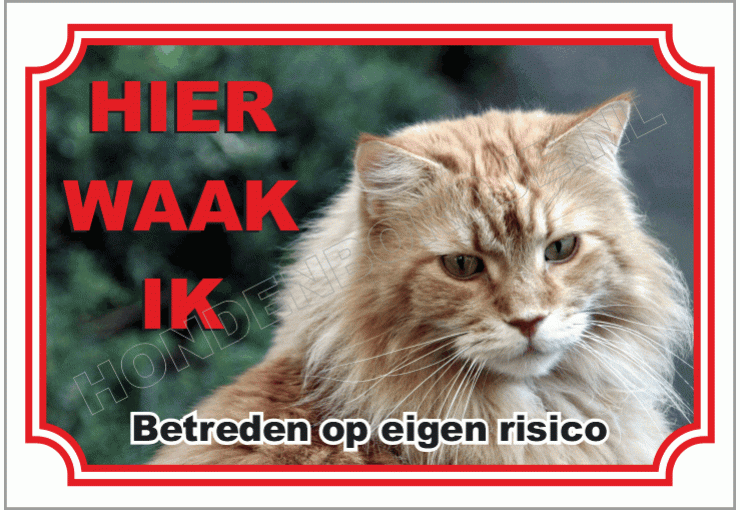Maine coon