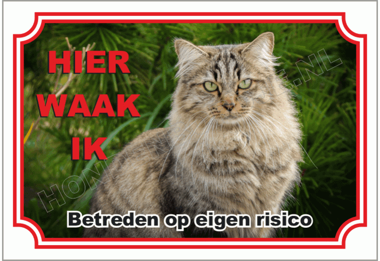 Siberische kat