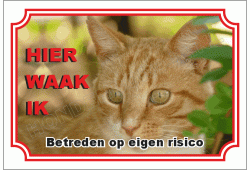 Europese korthaar cypers