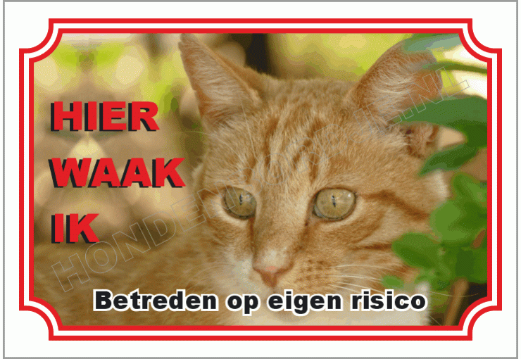 Europese korthaar cypers