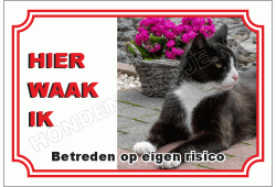 Europese korthaar cypers
