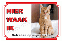 Europese korthaar cypers