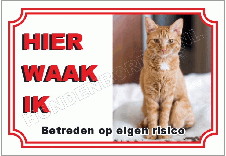 Europese korthaar cypers