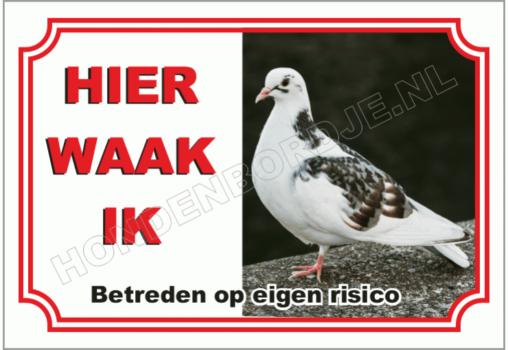 Zwart wit duif