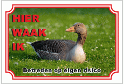 Gans