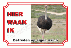 Struisvogel