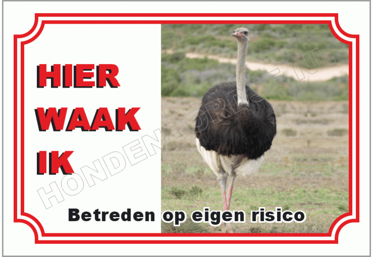 Struisvogel