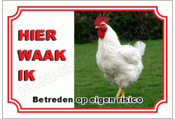 Witte haan