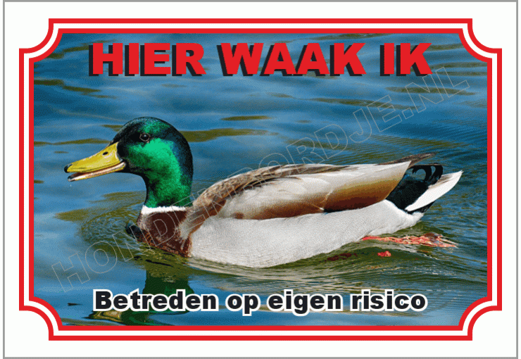 Woerd - eend
