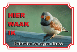 Zebravink