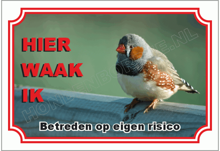 Zebravink