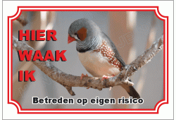 Zebravink