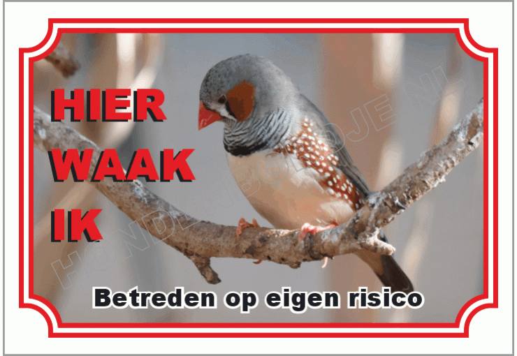 Zebravink