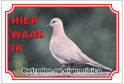Duif