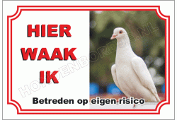 Duif