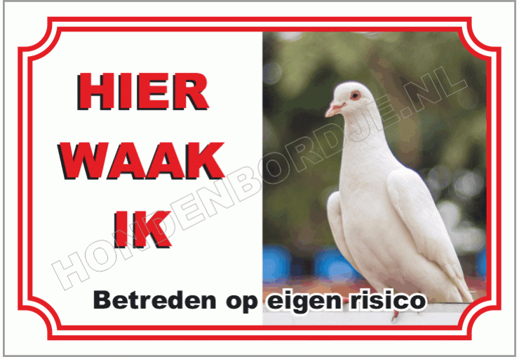Duif