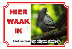 Duif
