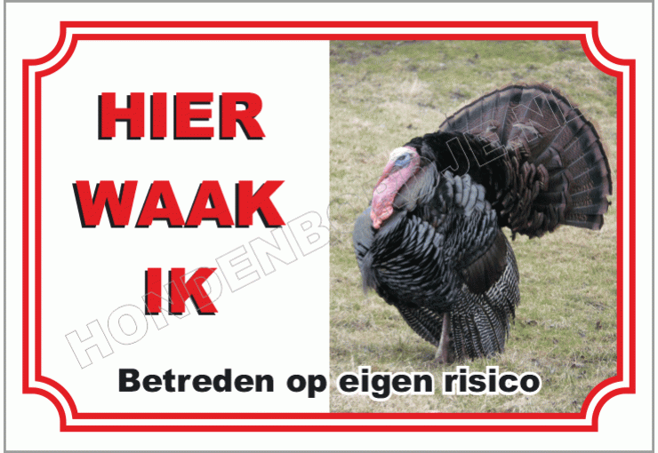 Kalkoen