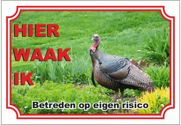 Kalkoen