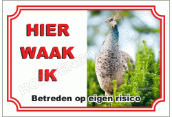 Pauw