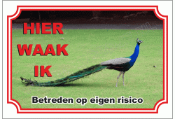 Pauw