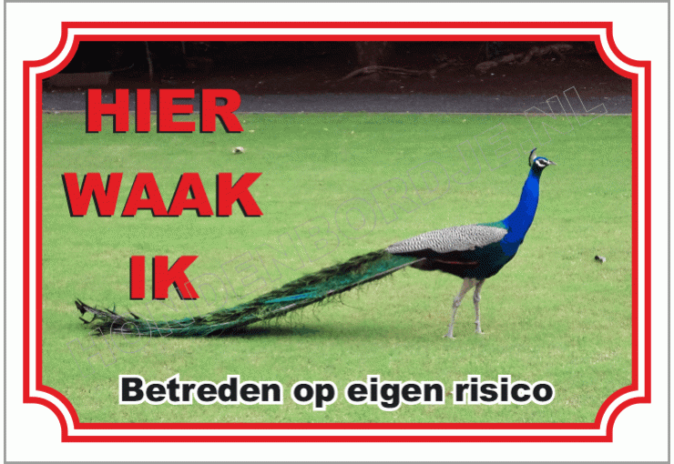 Pauw
