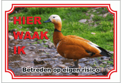 Ruddy Shelduck Eend