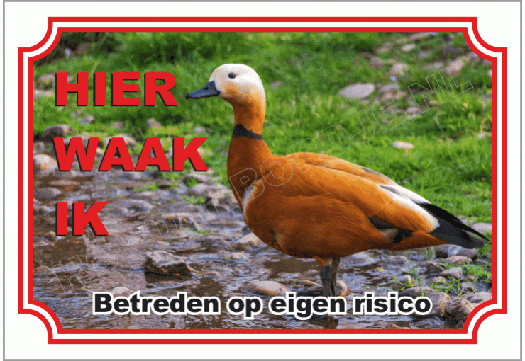 Ruddy Shelduck Eend