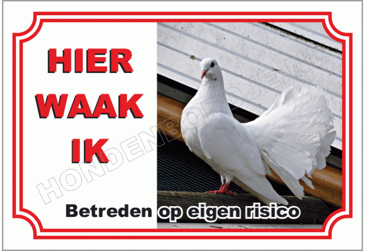 Witte sier duif