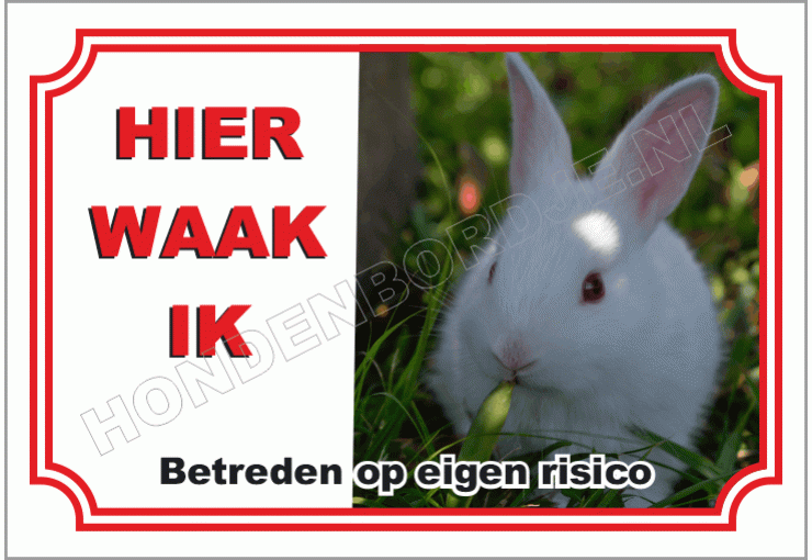 Wit konijn